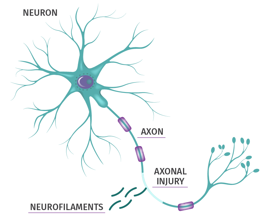 Neuron diagram