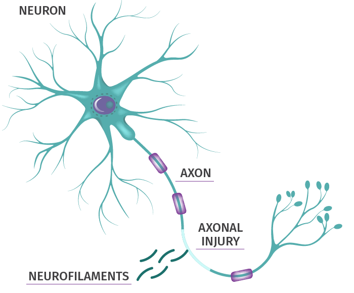 Neuron diagram